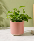 ecofynd Ecofynd 6 Inch Pink Ceramic Cachepot Planter with Drainage