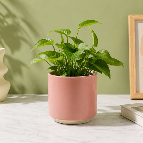 ecofynd Ecofynd 6 Inch Pink Ceramic Cachepot Planter with Drainage