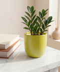 ecofynd Ecofynd Light Green 5 inch Ceramic Cachepot Planter for Indoor Plants