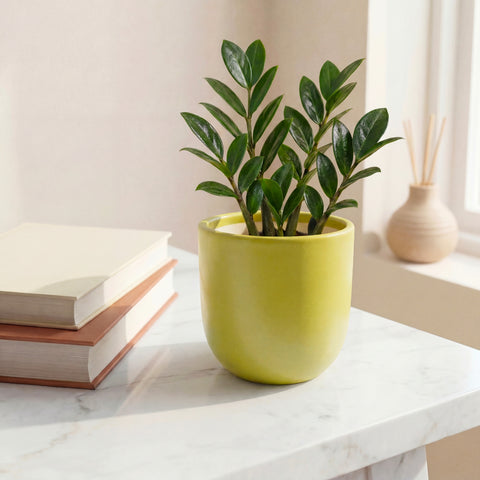 ecofynd Ecofynd Light Green 5 inch Ceramic Cachepot Planter for Indoor Plants