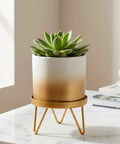 ecofynd Ecofynd Lucas Tabletop Metal Planter with Gold Stand