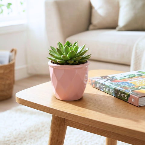 ecofynd Ecofynd Pink 4.3 Inch Cachepot Planter with Drainage Hole for Desk