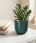 ecofynd Ecofynd Dark Green 5 inch Ceramic Cachepot Planter for Indoor Plants