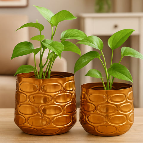 ecofynd Premium Golden Metal Planter – 7 and 5 Inch, Symmetrical Oval Design
