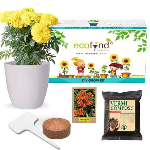 pot size for marigold plant DIY Grow Kit for Marigold Flower Plant