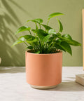 ecofynd Ecofynd 6 Inch Peach Ceramic Cachepot Planter with Drainage