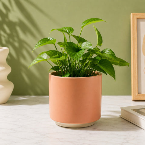ecofynd Ecofynd 6 Inch Peach Ceramic Cachepot Planter with Drainage