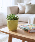 ecofynd Ecofynd Light Green 4.3 Inch Cachepot Planter with Drainage Hole for Desk