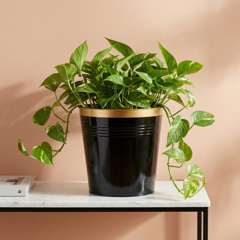 Ecofynd Black Bucket Metal Planter