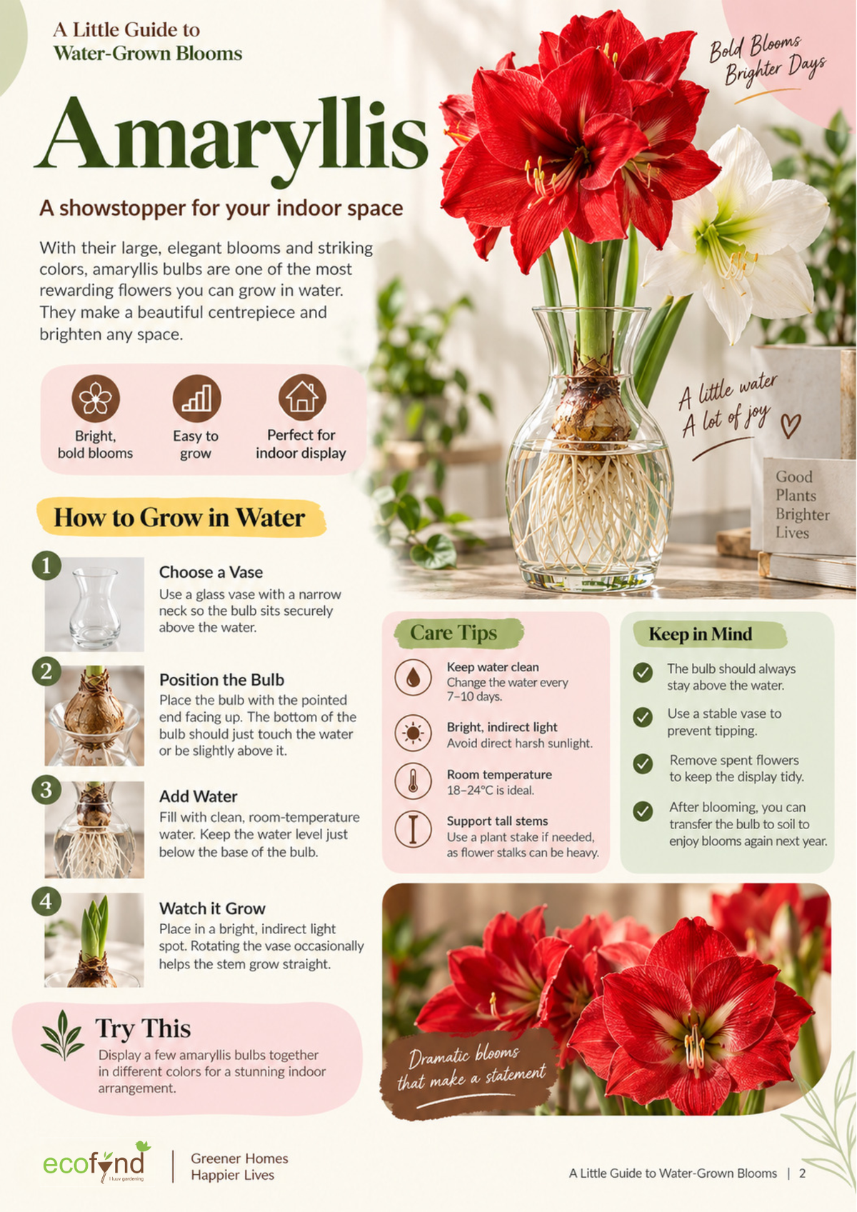 Ecofynd guide on growing Amaryllis bulbs in water, covering vase choice, bulb positioning and care tips