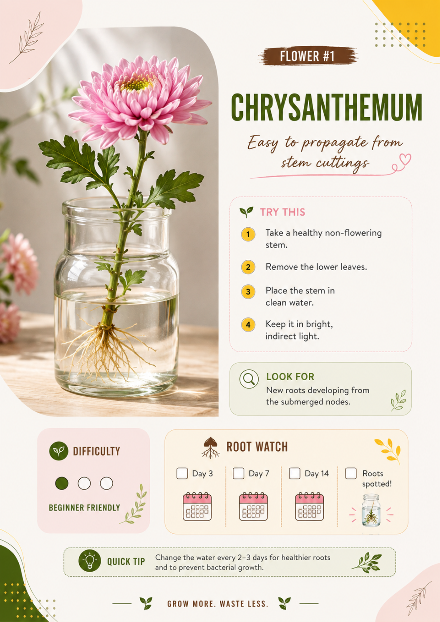 Ecofynd water propagation guide showing how to propagate Chrysanthemum from stem cuttings