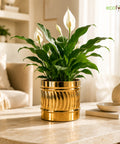 ecofynd Set of 2 Cylindrical Metal Planter – 6 Inch, Symmetrical Design