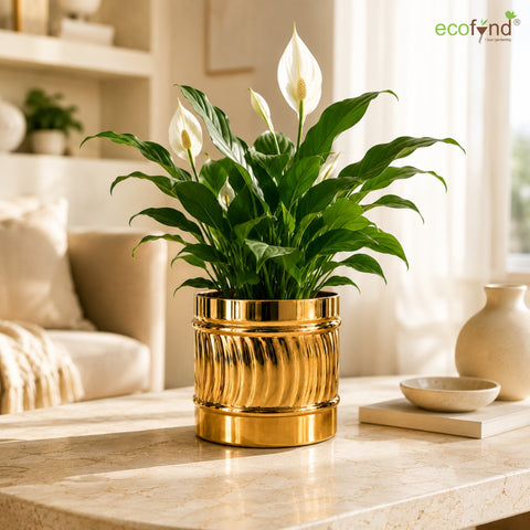 ecofynd Set of 2 Cylindrical Metal Planter – 6 Inch, Symmetrical Design