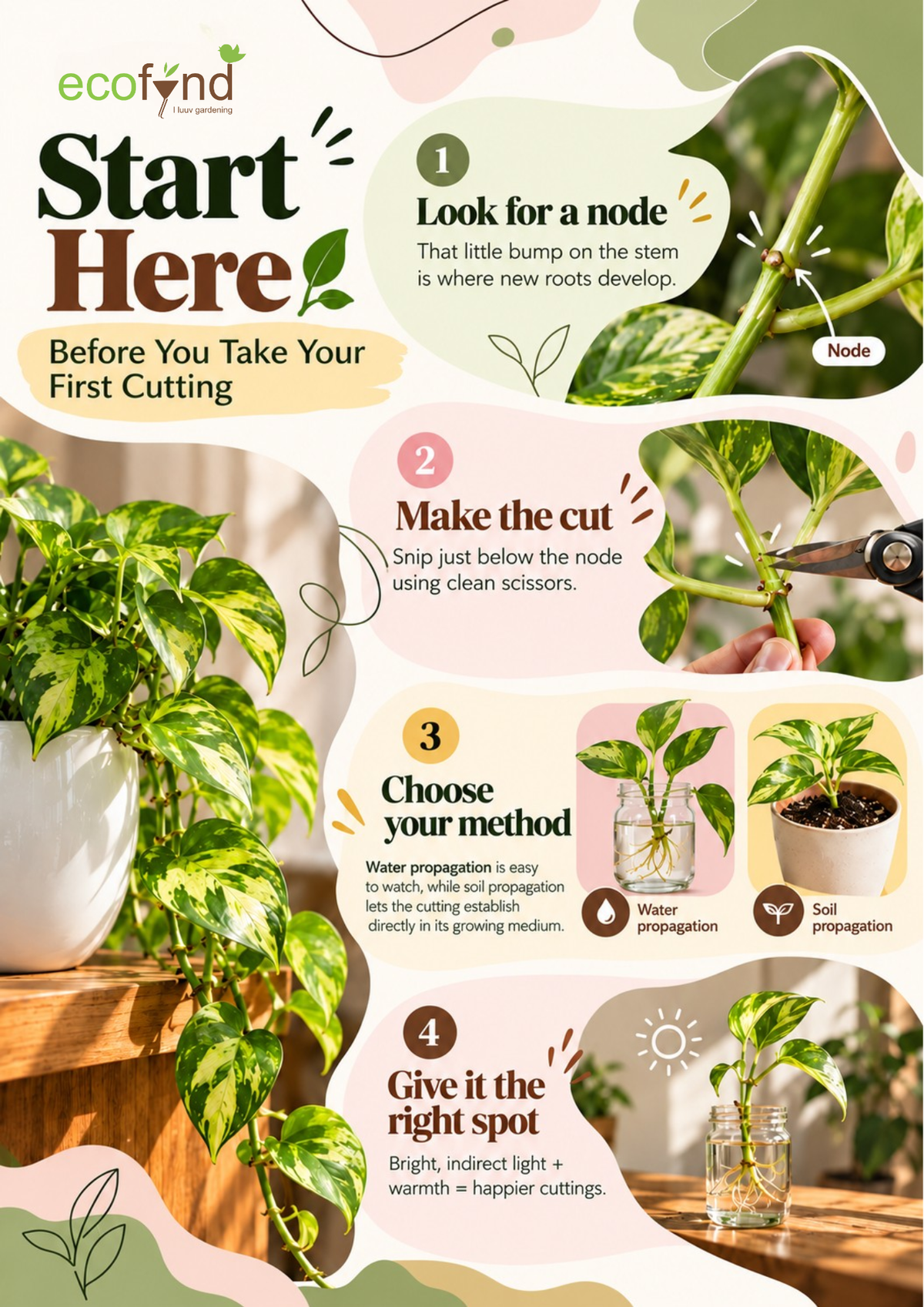Ecofynd guide showing 4 steps to start pothos propagation: finding a node, making the cut, choosing water or soil, and giving it the right light