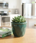 ecofynd Ecofynd Dark Green 4.3 Inch Cachepot Planter with Drainage Hole for Desk