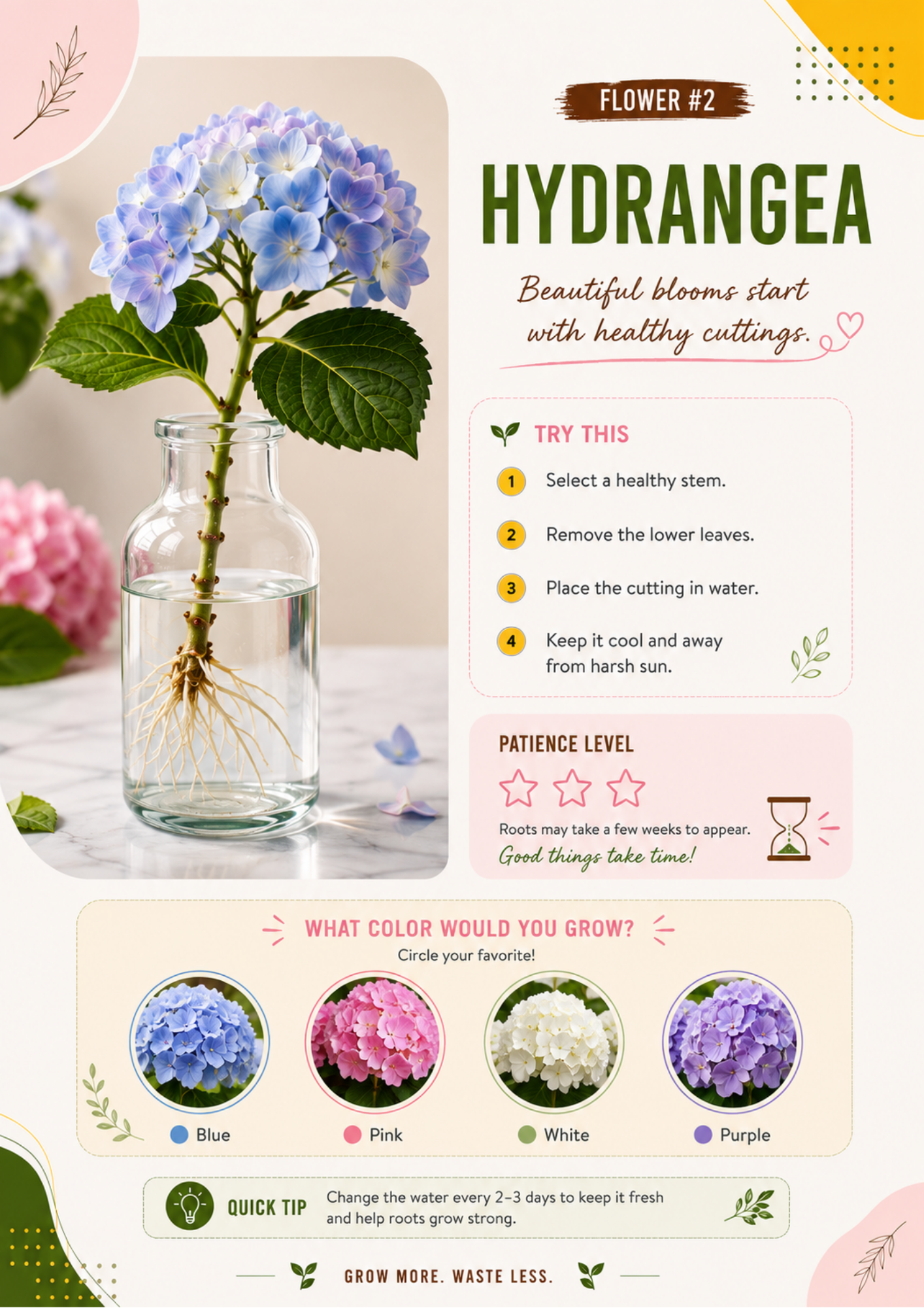 Ecofynd water propagation guide showing how to propagate Hydrangea from healthy cuttings