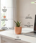 ecofynd Ecofynd Blush Peach 5 inch Ceramic Cachepot Planter for Indoor Plants
