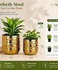 ecofynd Premium Golden Metal Planter – 7 and 5 Inch, Symmetrical Oval Design