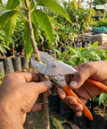 ecofynd Ecofynd Grafting Pruning Shears for Plants & Fruit Trees