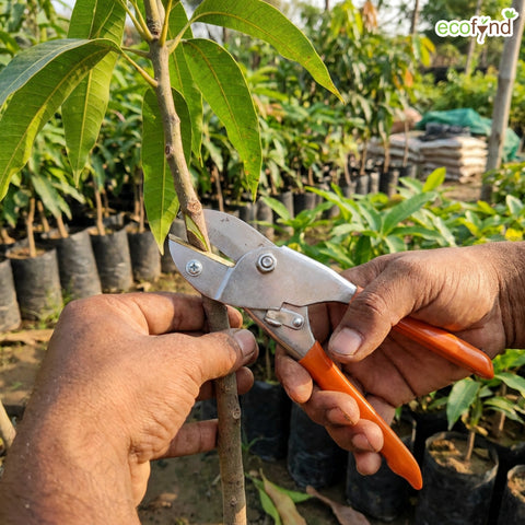 ecofynd Ecofynd Grafting Pruning Shears for Plants & Fruit Trees