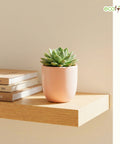 ecofynd Ecofynd Blush Pink 5 inch Ceramic Cachepot Planter for Indoor Plants
