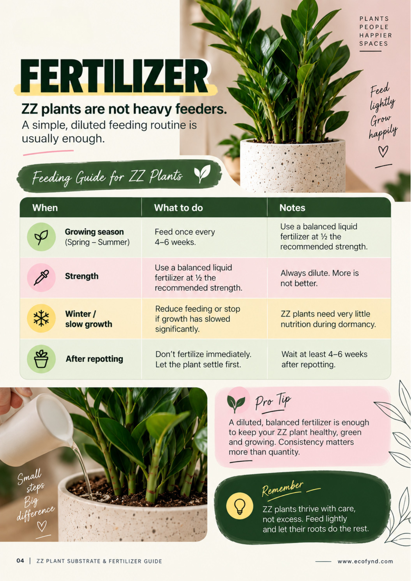 Infographic guide on fertilizing ZZ plants, featuring a seasonal feeding schedule, instructions for diluting liquid fertilizer, and tips for light feeding to maintain plant health.