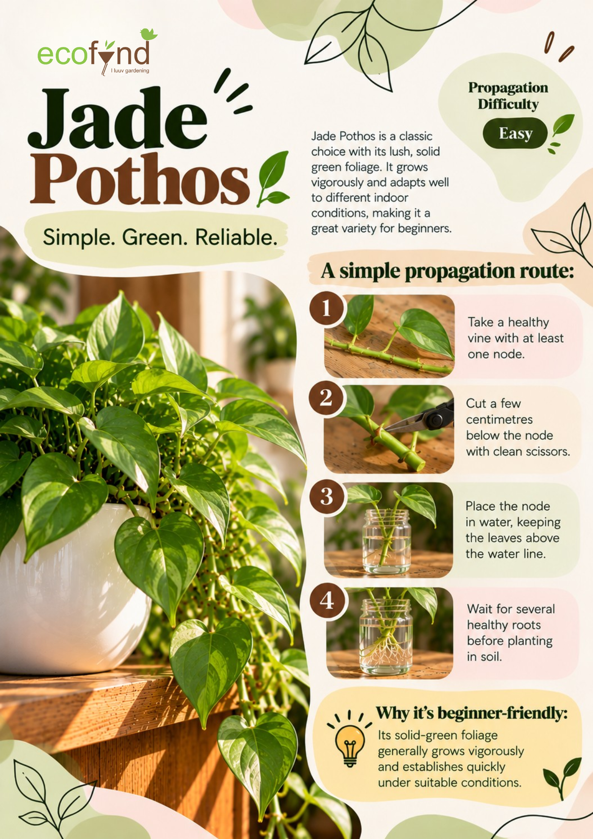 Ecofynd guide on propagating Jade Pothos in water, a simple and reliable variety for beginners