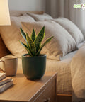 ecofynd Ecofynd Dark Green 5 inch Ceramic Cachepot Planter for Indoor Plants
