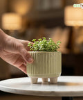 ecofynd Ecofynd Light Green 3.5 Inch Ribbed Ceramic Cachepot Planter with Drainage Hole