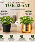ecofynd Premium Golden Metal Planter – 5 Inch, Spiral Design