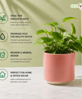 ecofynd Ecofynd 6 Inch Pink Ceramic Cachepot Planter with Drainage