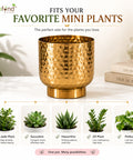 ecofynd Premium Golden Metal Planter – 5 Inch, Goblet Design