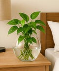 ecofynd Glass Vase for Flowers & Décor – Clear Globe Shape | Transparent