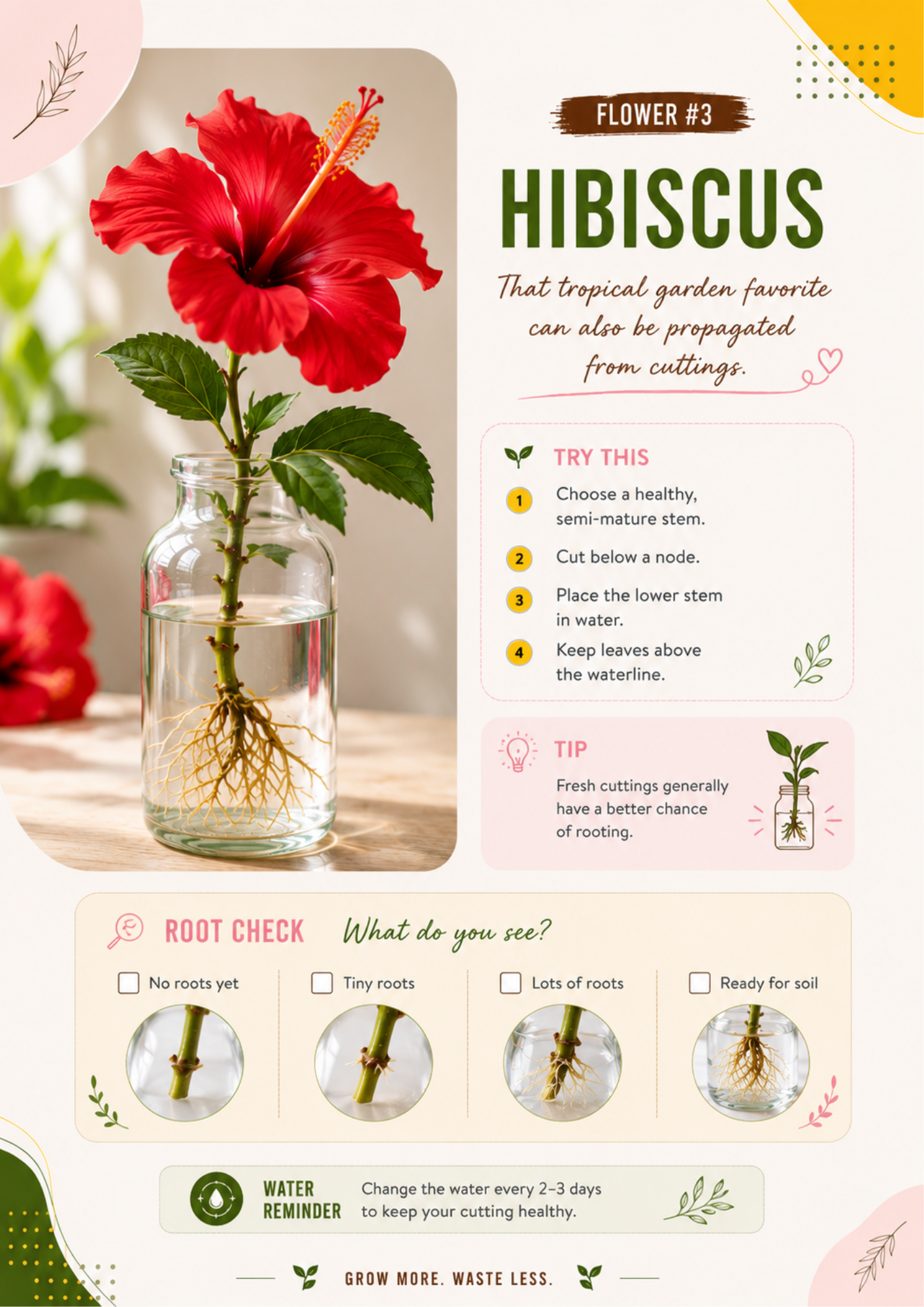 Ecofynd water propagation guide showing how to propagate Hibiscus from stem cuttings