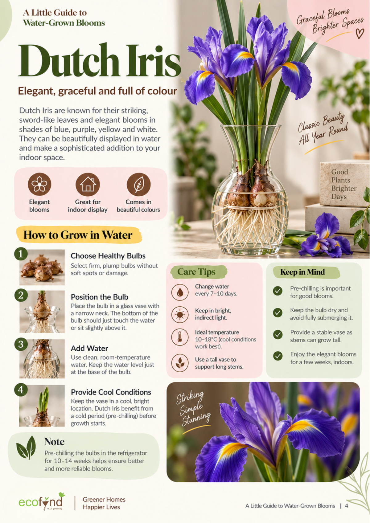 Ecofynd guide on growing Dutch Iris bulbs in water, covering bulb selection, positioning and pre-chilling for better blooms