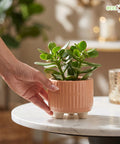 ecofynd Ecofynd Peach 3.5 Inch Ribbed Ceramic Cachepot Planter with Drainage Hole