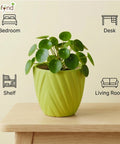 ecofynd Ecofynd Light Green Twisted 4 Inch Ceramic Cachepot Planter for Indoor Plants