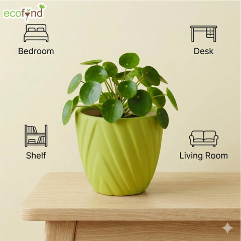ecofynd Ecofynd Light Green Twisted 4 Inch Ceramic Cachepot Planter for Indoor Plants