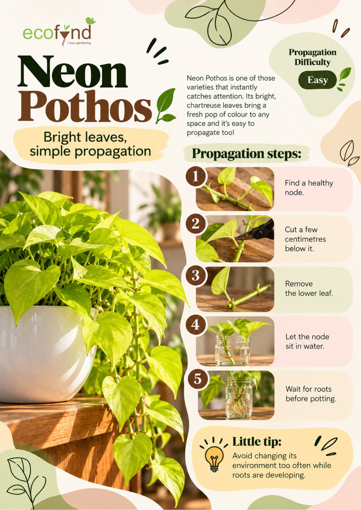 Ecofynd guide on propagating Neon Pothos in water, an easy variety with bright chartreuse leaves