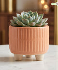 ecofynd Ecofynd Peach 3.5 Inch Ribbed Ceramic Cachepot Planter with Drainage Hole