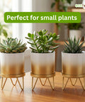 ecofynd Ecofynd Lucas Tabletop Metal Planter with Gold Stand