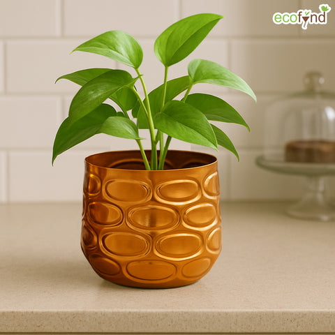 ecofynd Premium Golden Metal Planter – 7 and 5 Inch, Symmetrical Oval Design