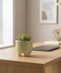 ecofynd Ecofynd Light Green 3.5 Inch Ribbed Ceramic Cachepot Planter with Drainage Hole