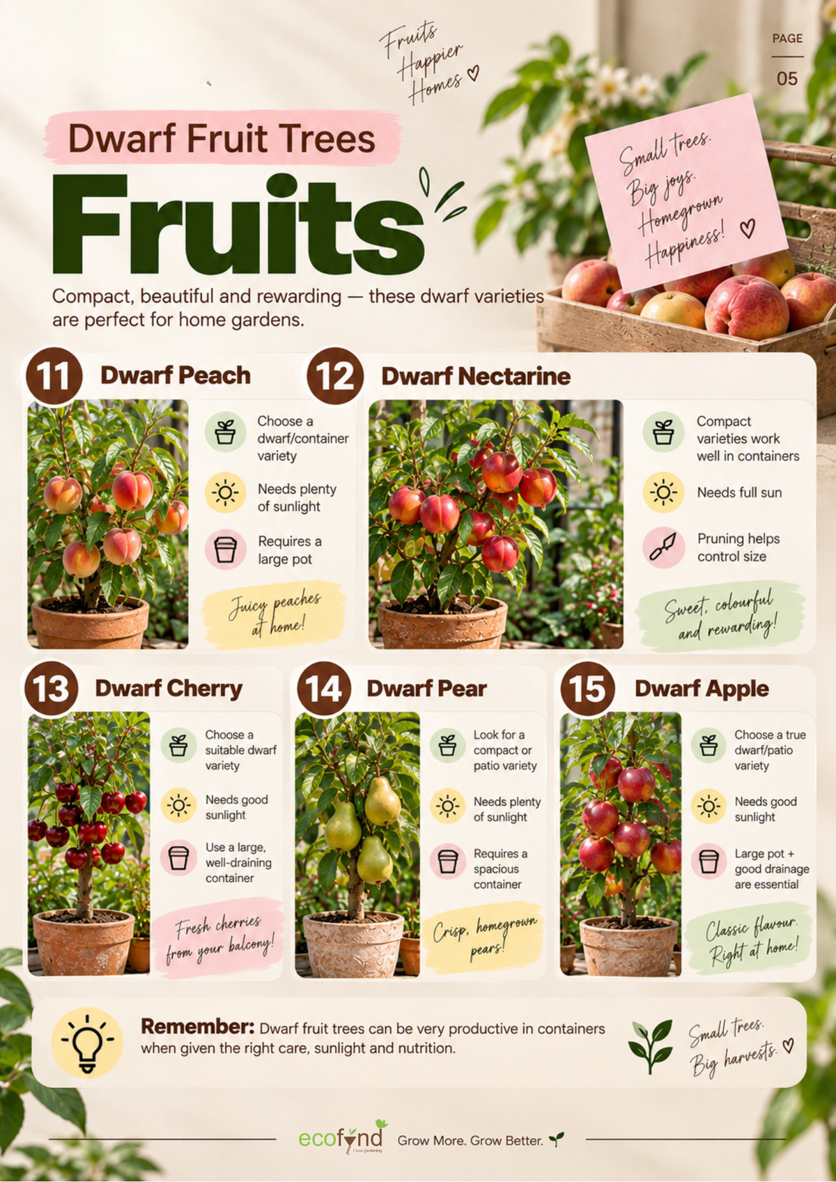Ecofynd guide featuring 5 dwarf fruit trees for home gardens: Dwarf Peach, Nectarine, Cherry, Pear and Apple