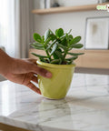 ecofynd Ecofynd Light Green 4.3 Inch Cachepot Planter with Drainage Hole for Desk