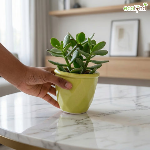 ecofynd Ecofynd Light Green 4.3 Inch Cachepot Planter with Drainage Hole for Desk