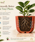 ecofynd 4.5 Inch Rainbow Arch Terracotta Pot for Indoor Plants