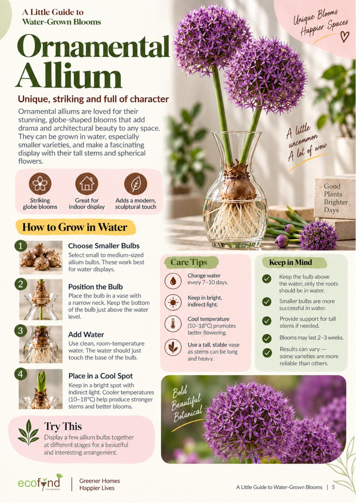 Ecofynd guide on growing Ornamental Allium bulbs in water, covering smaller bulb selection, positioning and cool conditions