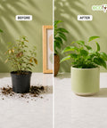 ecofynd Ecofynd 6 Inch Light Green Ceramic Cachepot Planter with Drainage