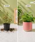 ecofynd Ecofynd 6 Inch Pink Ceramic Cachepot Planter with Drainage